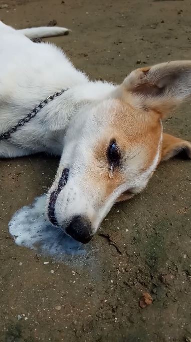 印尼日前傳出有隻忠犬在趕跑入侵的盜賊後，竟慘遭毒死，牠在毒發身亡前甚至痛苦到流下眼淚。（圖擷自Achy Wijaya 臉書）