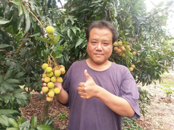 老欉玉荷包也減產，近日陸續採收。（圖由農糧署提供）