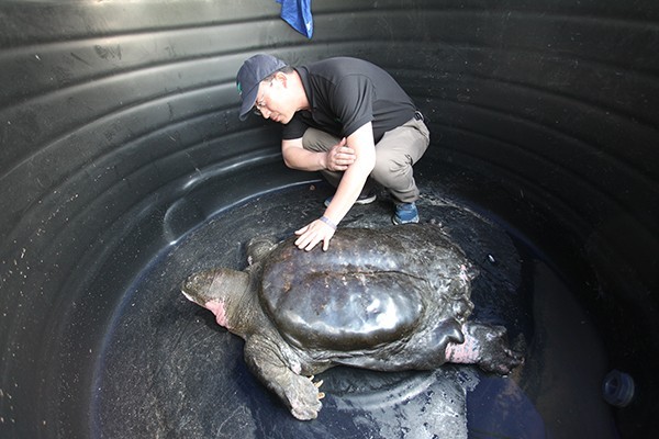 全球僅存3隻斑鱉，專家學者努力尋找可能是第4隻斑鱉的「馬堵山水怪」，可惜目前仍沒有找到。（圖擷取自《澎湃新聞》）