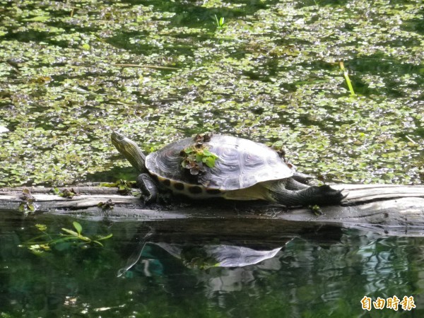 原生種斑龜在內寮濕地穩定生活。（記者盧賢秀攝）