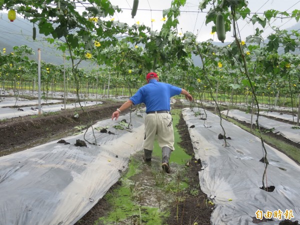 日月潭頭社盆地日前遇上強降雨，惟大排宣洩不及，以致絲瓜田全泡在水裡，農民在大雨後巡園，仍有積水還未消退。（記者劉濱銓攝）