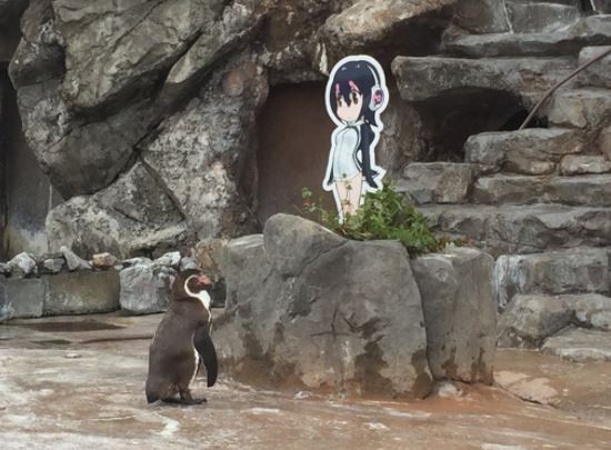 日本埼玉縣東武動物園的企鵝爺爺「葡萄君」，愛上《動物朋友》的角色「芙露露」。（圖擷自推特）