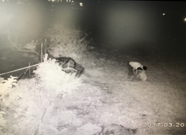 顏姓兄弟於今年3月間晚間肚子餓，想吃鵝肉，聯手到住家附近的鵝寮，偷了1隻12台斤的大公鵝宰來當宵夜吃，被飼主的監視器拍下。（記者彭健禮翻攝）