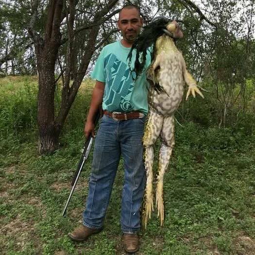美國一名男子在狩獵時捕殺到一隻重近6公斤的超大型牛蛙，牛蛙龐大身軀引發網友熱議。（圖擷自「South Texas Hunting Assoc」臉書）