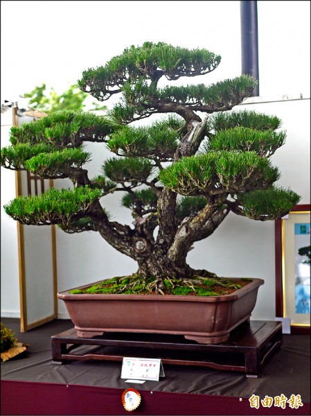 盆栽比賽1歲黑松奪下金牌獎 地方 自由時報電子報