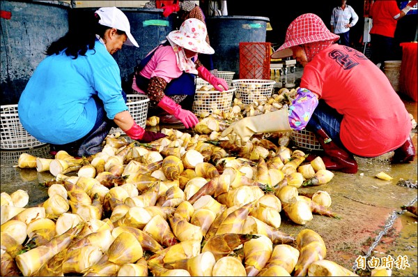 由於綠竹筍減產，運銷、批發業者單日到貨量明顯比以往同期少很多。
（記者吳俊鋒攝）