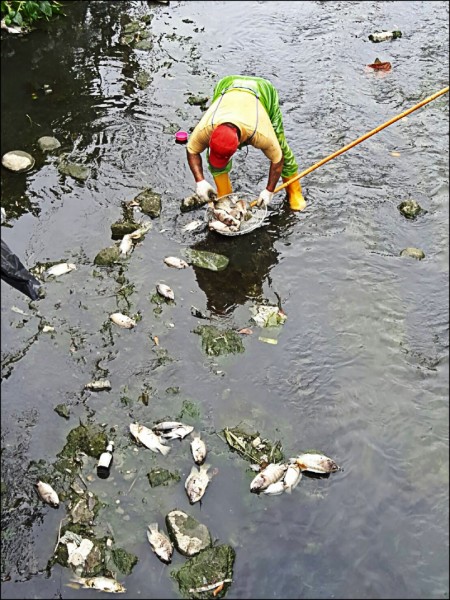 高雄魚中魚 Imeno