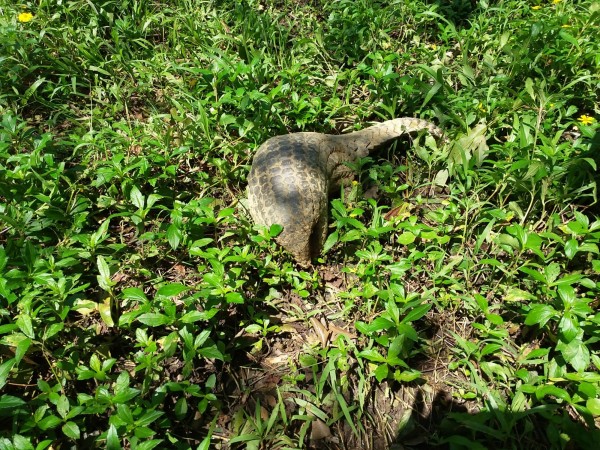 馬路上偶爾可見健康野生動物出現。（苗栗縣政府提供）