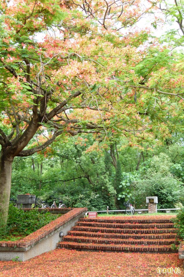 中正大學美麗的鳳凰花道。（記者蔡宗勳攝）