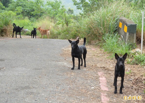 台北市內湖住宅區近日發生惡犬圍攻並咬死流浪貓的事件。圖為犬隻示意圖。（資料照，記者湯世名攝）