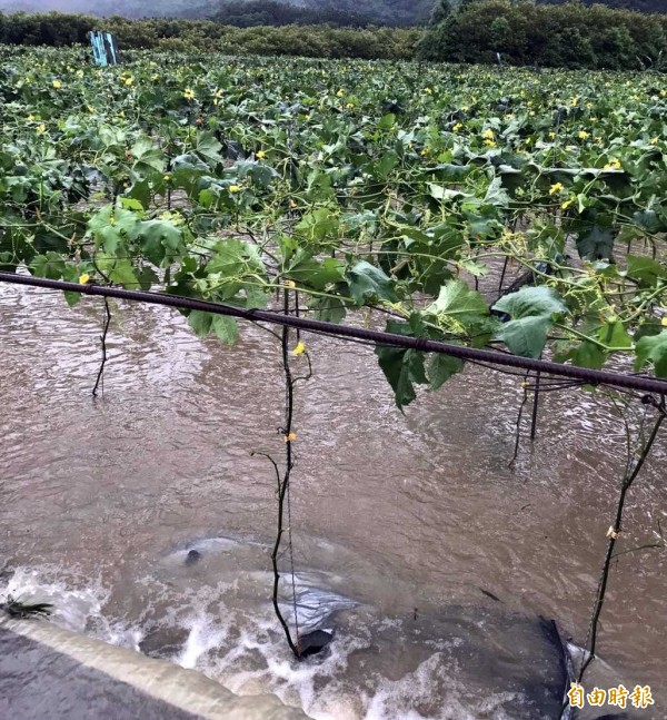 南投縣日月潭頭社盆地因豪大雨，絲瓜園被淹成汪洋一片，令瓜農叫苦連天。（記者謝介裕攝）