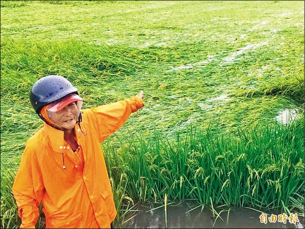 再過十多天就可以收割的一期稻作嚴重倒伏，雲林農民心酸。（記者林國賢攝）