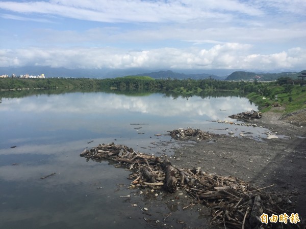 活水湖後方生態池被放生大批台灣鯛。（記者張存薇攝）