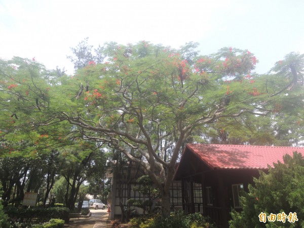 林務公園管理所辦公室前，就有一株鳳凰花。（記者劉禹慶攝）