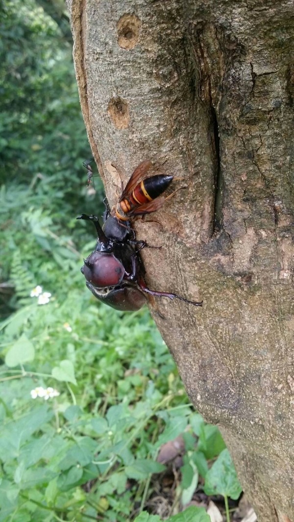 獨角仙正在交配，虎頭蜂卻在一旁偷窺。（擷取自鄧同敬提供畫面）