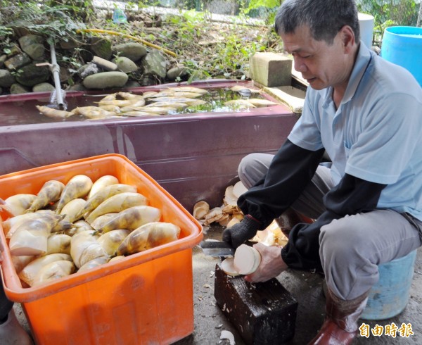 桃園市大溪、復興兩地的綠竹筍上市了！（記者李容萍攝）