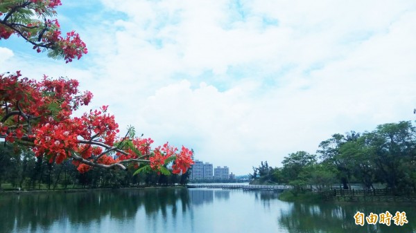 澄清湖風景區近來鳳凰花開，吸引民眾賞花。（記者陳文嬋攝）