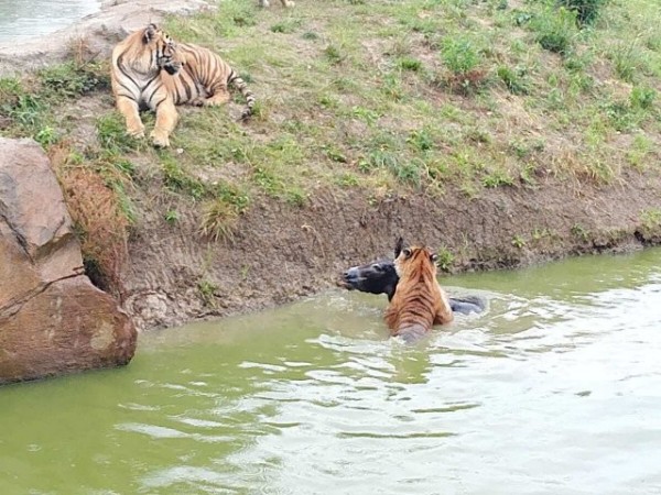 中國江蘇常州淹城動物園，最近竟然當著遊客面前，將一隻活驢丟進虎園的池內，隨即被2隻老虎咬死。（圖擷取自微博）