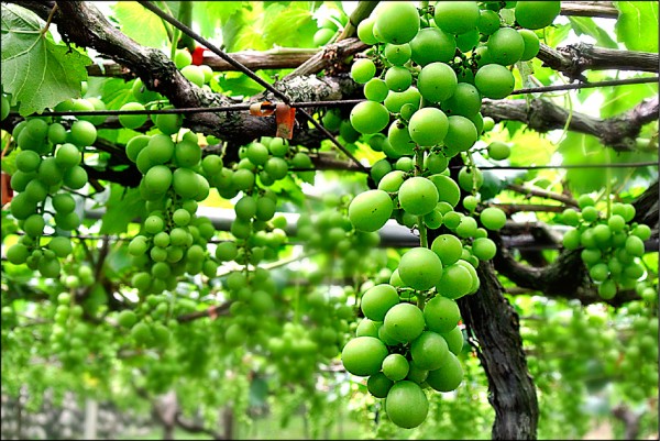 卓蘭 石葡萄 嚴重農委會每公頃補助9萬 地方 自由時報電子報