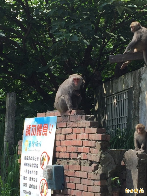 林內鄉觸口段猴群聚居，卻傳有民眾誘捕，民眾撻伐。（記者林國賢攝）