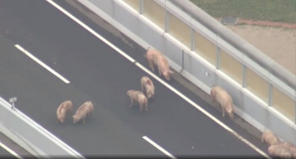 運送豬隻的貨車追撞一台停在路肩的卡車，貨斗閘門鬆脫後，貨斗上約有19頭跑到高速公路上，豬隻到處逃竄。（圖擷取自NHK）