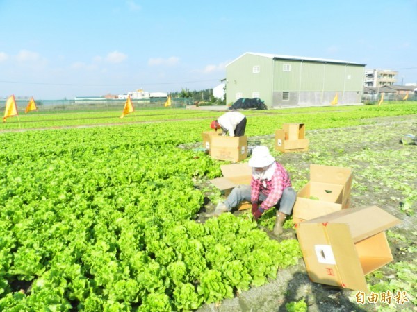 圖為「大陸妹」（福山萵苣）菜田。（資料照，記者鄭旭凱攝）