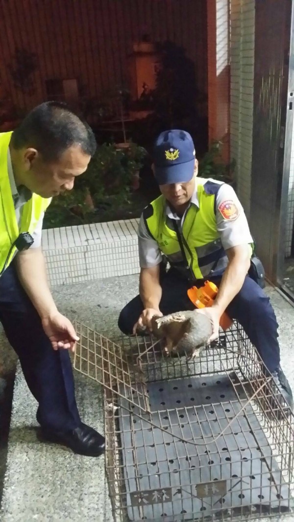 大溪警方在路檢點撿到一隻穿山甲。（記者周敏鴻翻攝）