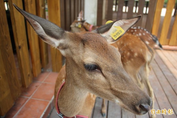 鹿港生態公園養了7隻小鹿，邀請鎮內小學生來為小鹿家族命名。（記者劉曉欣攝）