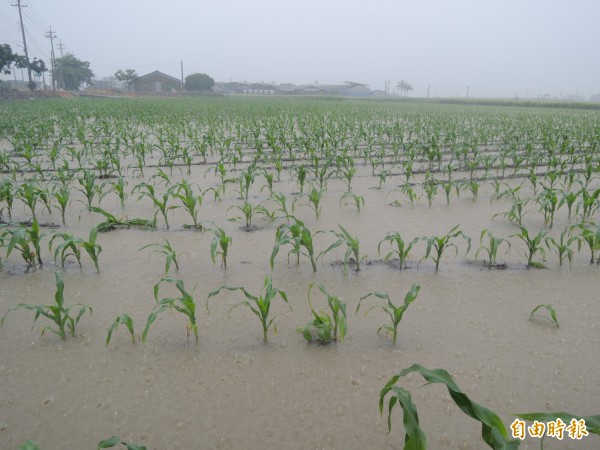 圖為雲林沿海許多剛栽種的玉米，因大雨來襲全泡在水裡。（記者陳燦坤攝）