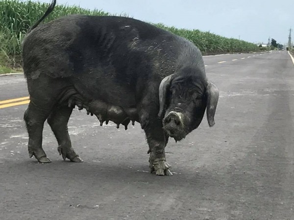 彰化二林有一隻大母豬在路口亂竄，民眾質疑是傳說中的「五爪豬」，被人放生。（民眾王帆提供）