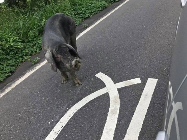 大母豬模樣可愛，但是在馬路亂竄，嚇到不少用路人。（翻攝二林人的大小事）