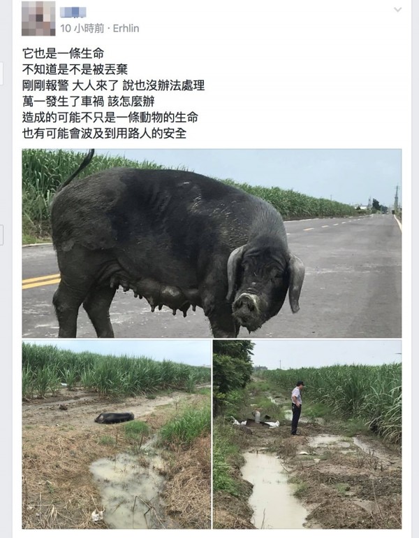 彰化二林有一隻大母豬在路口亂竄，民眾貼網表示它也是生命。（翻攝臉書二林人的大小事）