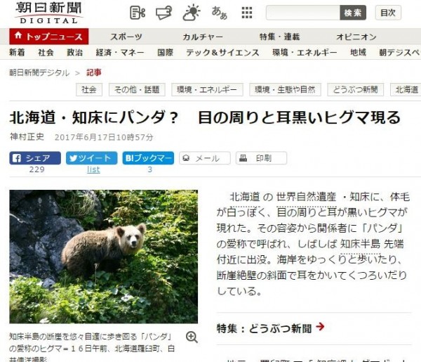 日本北海道一頭棕熊的暱稱是「熊貓」，因為牠的眼睛和耳朵周圍是黑色的，臉上其他部位的毛髮則有些發白，和熊貓的臉龐非常相似。（圖翻攝《朝日新聞》）