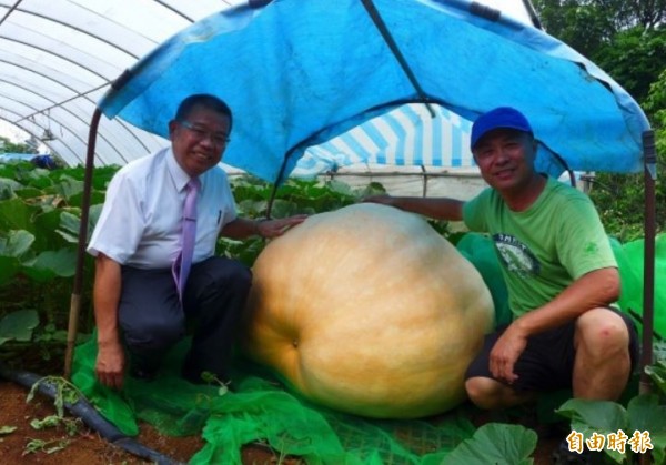 各地栽種大南瓜好手將帶著成品在全國大南瓜比賽上一爭高下。（資料照，記者李雅雯攝）