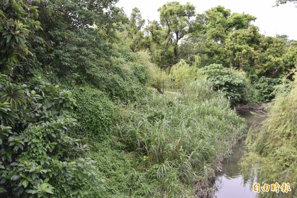 萬年溪在千禧公園旁雜草叢生。（記者葉永騫攝）