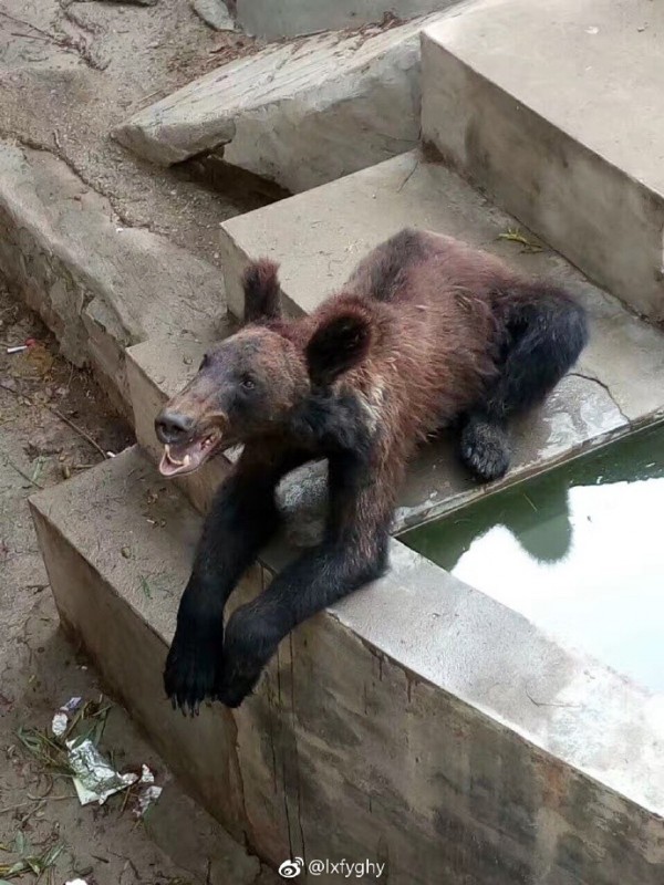 中國有網友PO網爆料，指出河南省新鄉市人民公園動物園內的棕熊瘦到看起來好可憐。（圖擷取自微博）