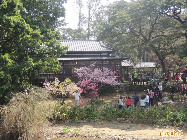 新竹市府進行百年新竹公園再生計畫，大階梯處將呈現新竹公園最好的櫻花林相，成為新竹公園的賞櫻大道。（資料照，記者洪美秀攝）