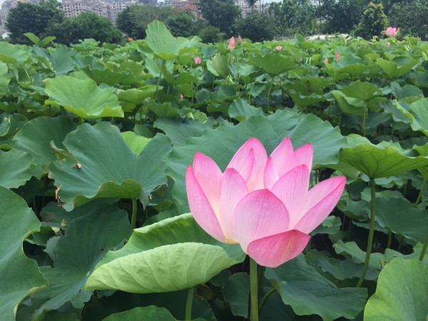 每年6月是荷花盛開時節，新北市農業局推薦淡水、三芝、金山等賞荷景點。圖為淡水屯山里荷花田。（農業局提供）