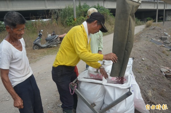 萬丹農民採收紅豆情形（記者葉永騫攝）