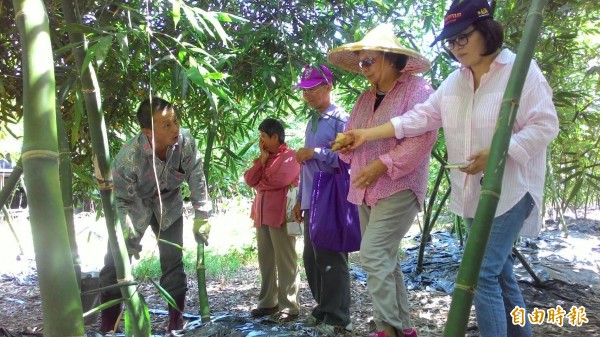 白河虎山綠悠遊－竹生態體驗，帶領遊客到竹林採鮮筍、認識竹筍生態。（記者楊金城攝）