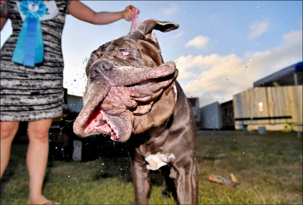 全球最醜汪星人獒犬瑪莎奪冠 國際 自由時報電子報 全球最醜汪星人獒犬瑪莎奪冠 國際 自由時報電子報