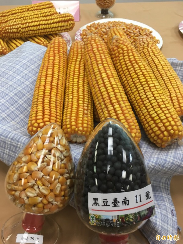 新品種台南11號黑豆和台南29號硬玉米。（記者林彥彤攝）