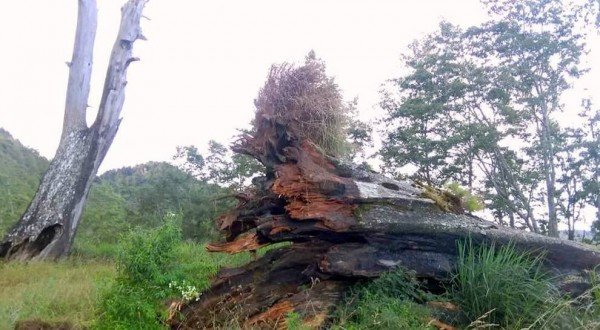 玉山國家公園著名景點「塔塔加夫妻樹」中的「夫樹」倒塌，還好未衍生交通受阻及人員傷亡的意外。（記者謝介裕翻攝）