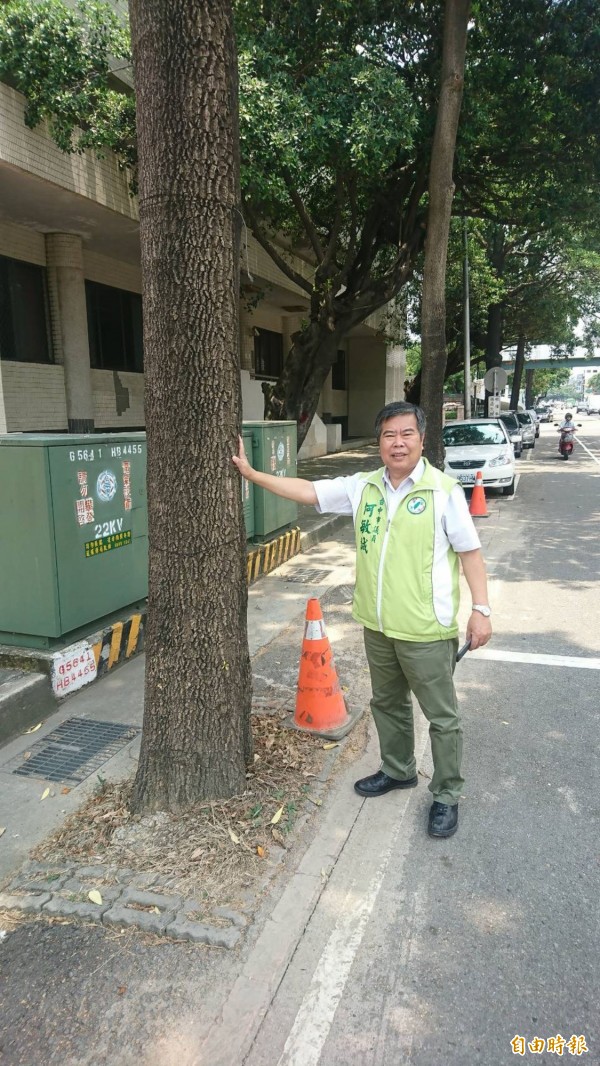 忠信國小前的整排黑板樹，經何敏誠議員與建設局溝通，目前暫時保住了。（記者黃鐘山攝）