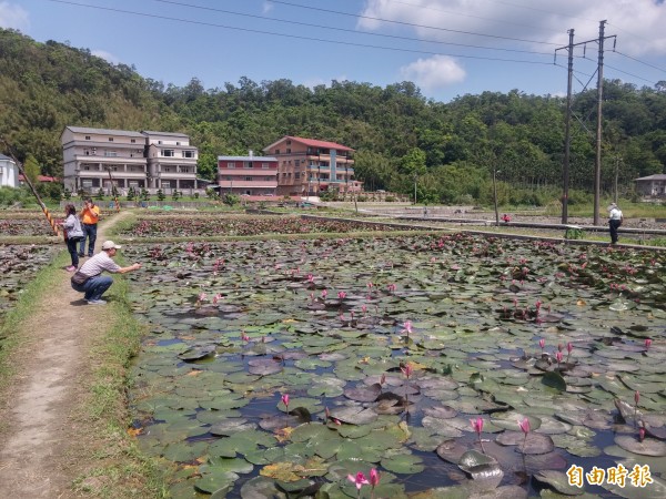 雙溪賞荷限量導覽，8日開放報名。（記者林欣漢攝）