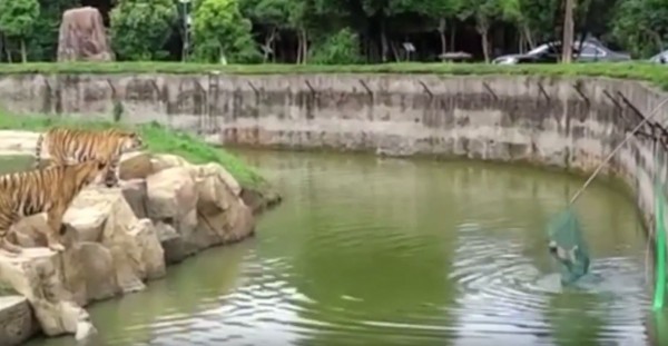 對夫婦帶著寵物狗進入動物園內，在觀賞東北虎時，不慎將狗墜入虎園池中，險遭2隻老虎撲殺。（圖擷取自YouTube）