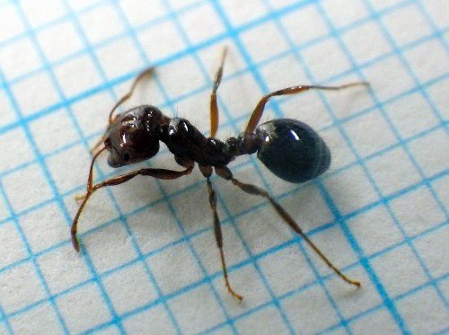 在東京港大井埠頭的貨物船中發現的紅火蟻。（翻攝自朝日新聞）