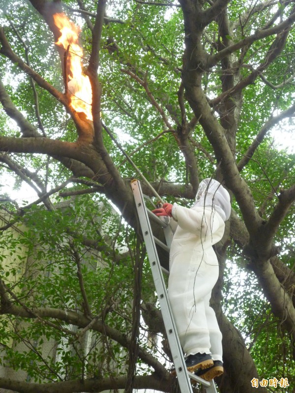 炎炎夏日，蜂類、蛇類等小動物也活躍起來，新竹縣政府消防局接獲捕蜂通報，6月今暴增370件，7月份更是1天10幾件。（記者廖雪茹攝）