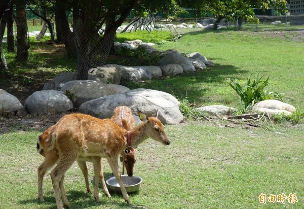 鹿港生態公園公鹿暴斃後，遊客僅能隔著圍籬觀賞母鹿。（記者湯世名攝）