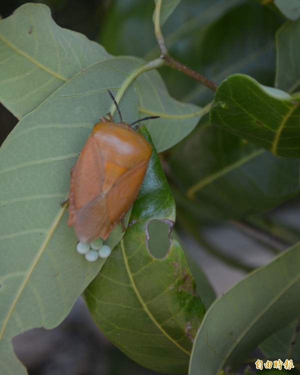 今年全國蜂蜜大幅減產，為防治荔枝椿象噴農藥，造成蜜蜂大量死亡是主因。（記者陳建志攝）